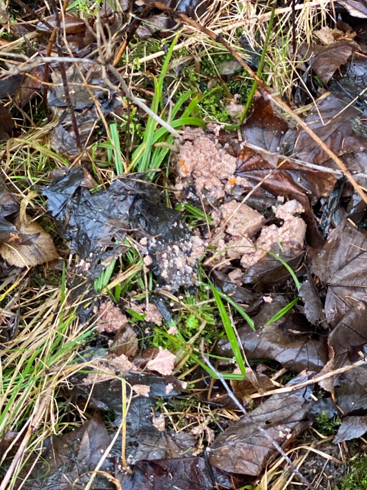 Giftköder-Fleisch mit Gemüse-Profilbild