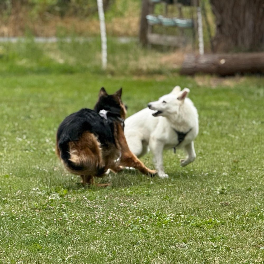 Hundetreffen-Schäferhunde unter sich 🤓-Profilbild