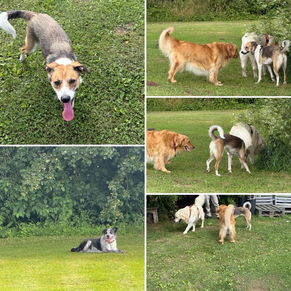 Hundetreffen-Hundefreilaufwiese Pattensen- Hüpede-Profilbild