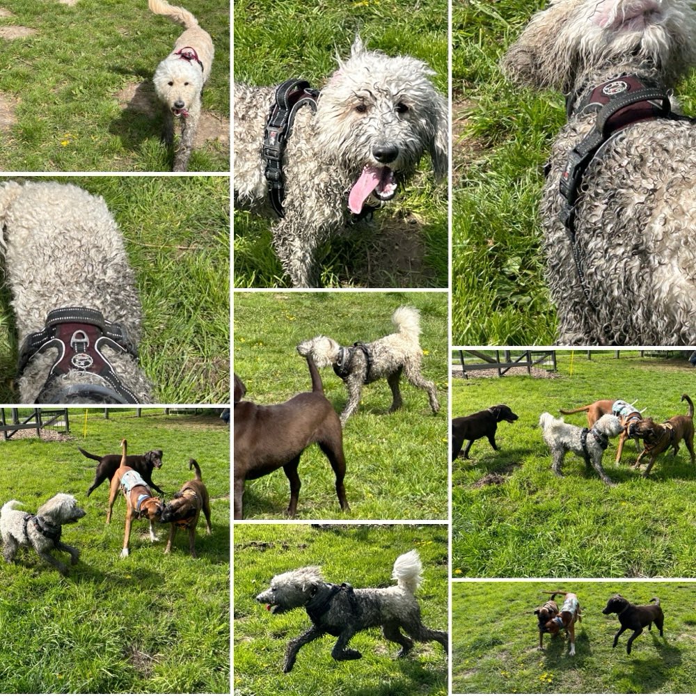 Hundetreffen-Hundefreilaufwiese Pattensen- Hüpede-Profilbild