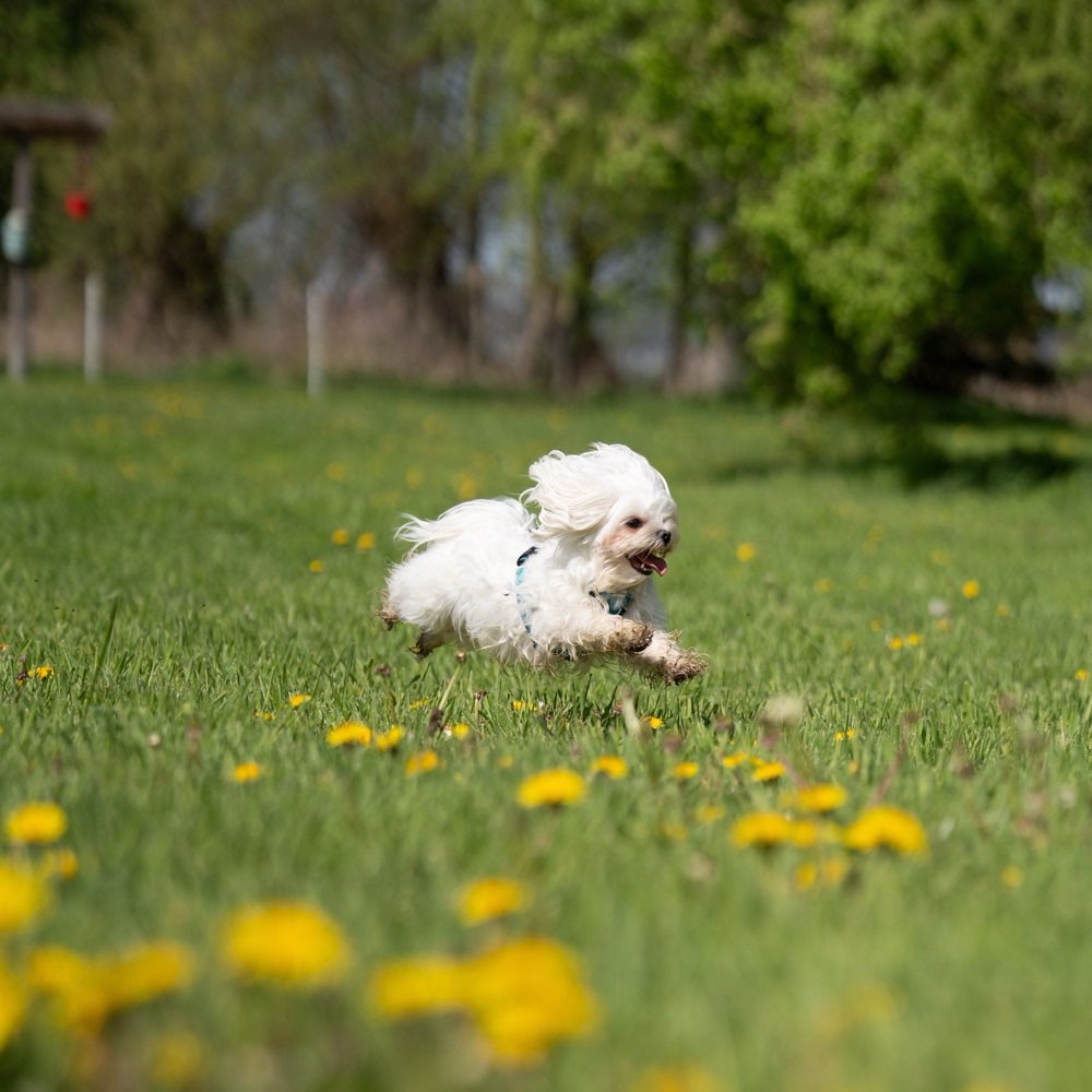 Hundetreffen-Hundefreilaufwiese in Pattensen- Hüpede Klein aber oh ho/-Profilbild