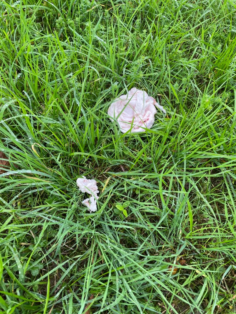 Giftköder-Schlachtabfälle-Profilbild