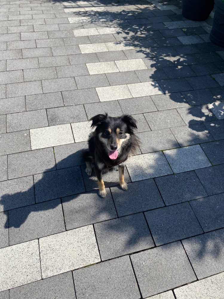 Hundetreffen-Spielgefährte für Lucy gesucht-Profilbild