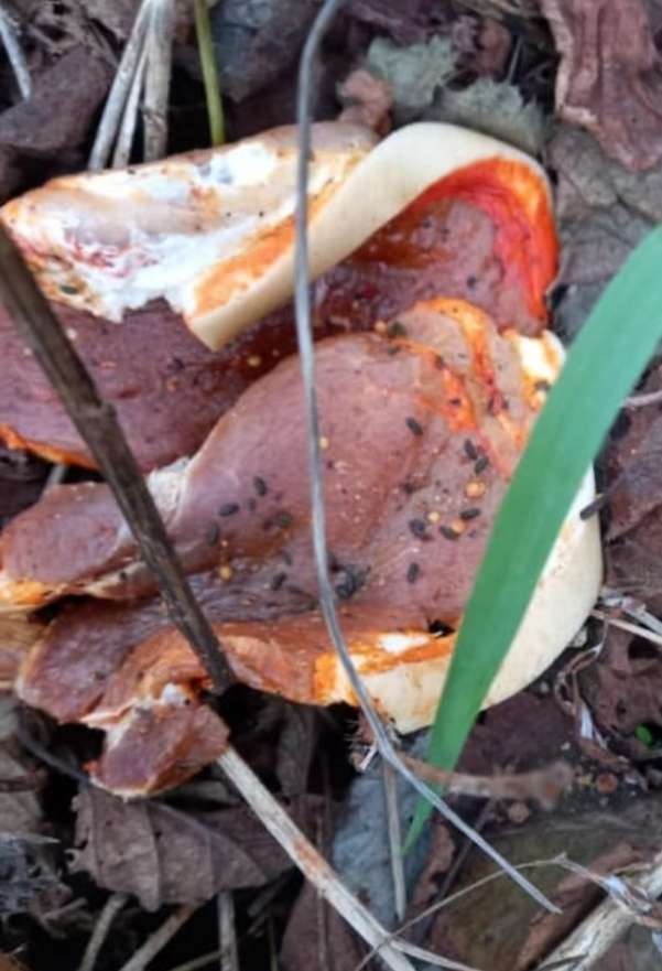 Giftköder-Wahrscheinlich Giftköder-Profilbild