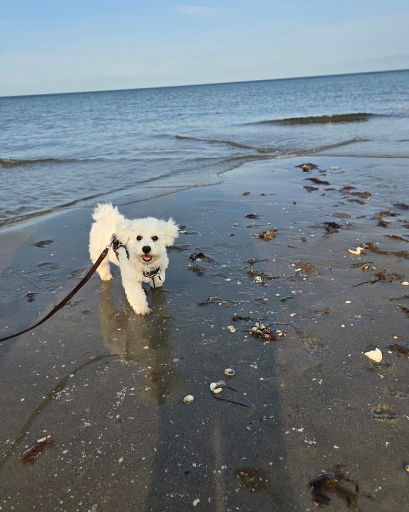 Hundetreffen-Freunde zum Gassi gehen und spielen gesucht-Profilbild