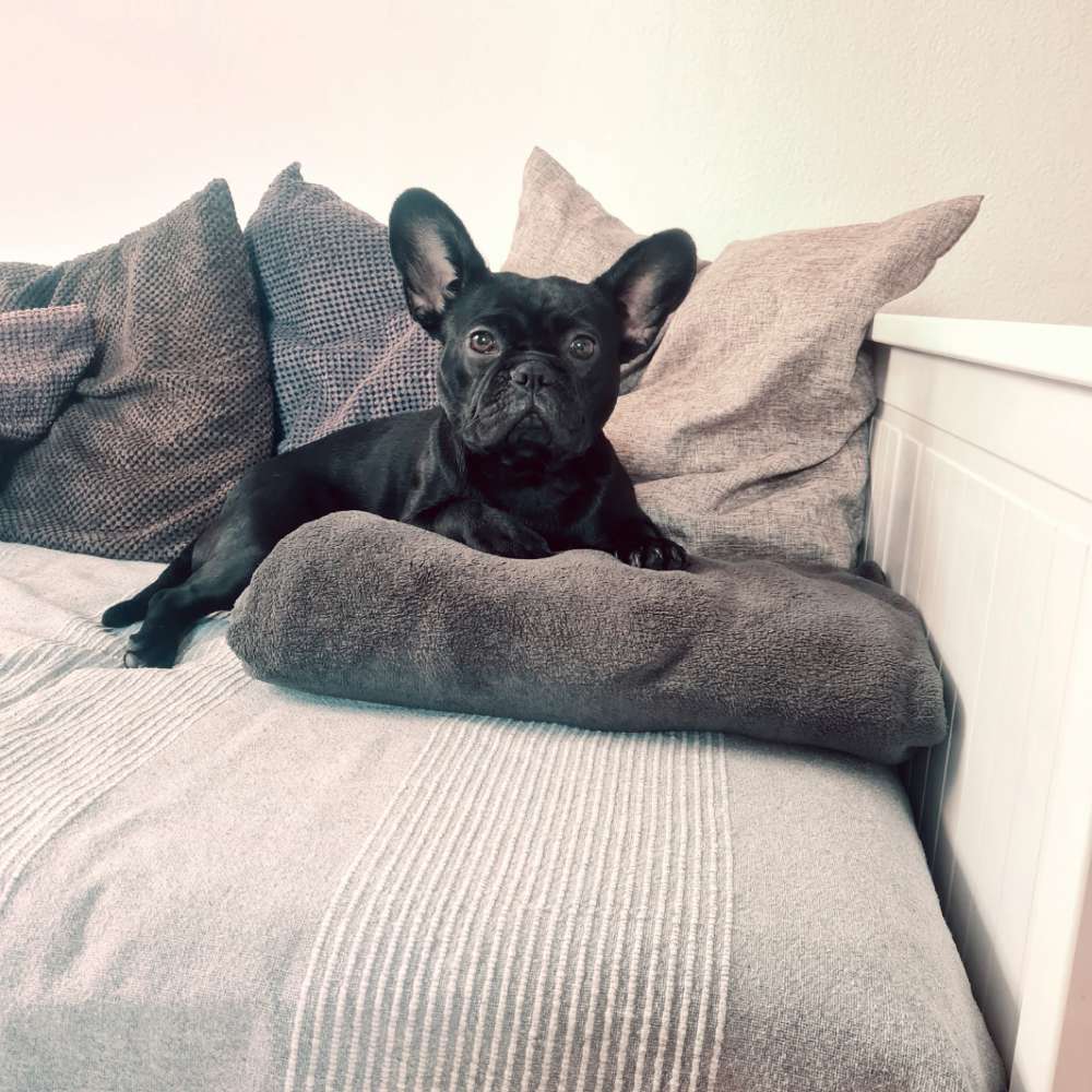 Hundetreffen-Suche Spielkameraden-Profilbild