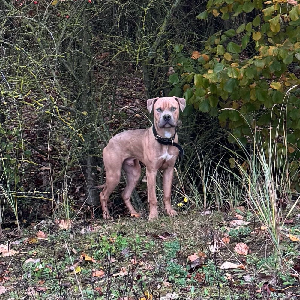 Hundetreffen-Junghunde-Profilbild