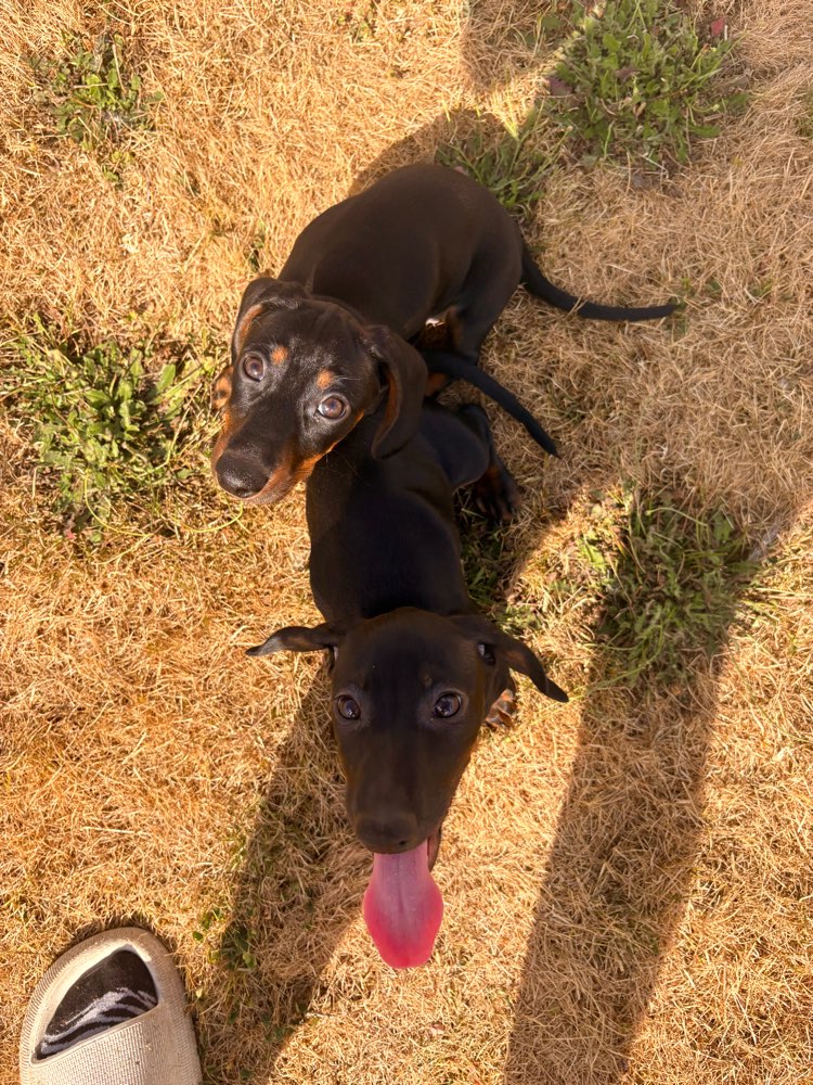 Hundetreffen-Welpentreffen (in der Nähe von 53894)-Profilbild
