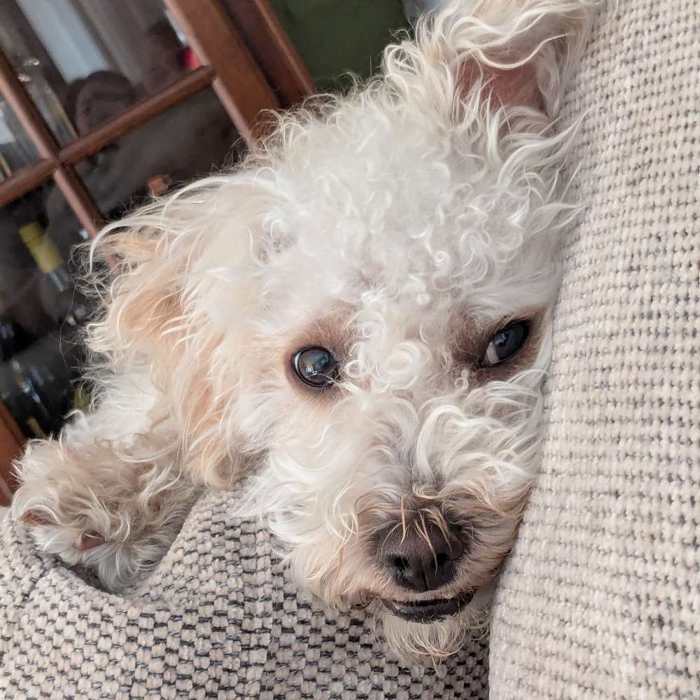 Hundetreffen-playdate for Halloumi-Profilbild