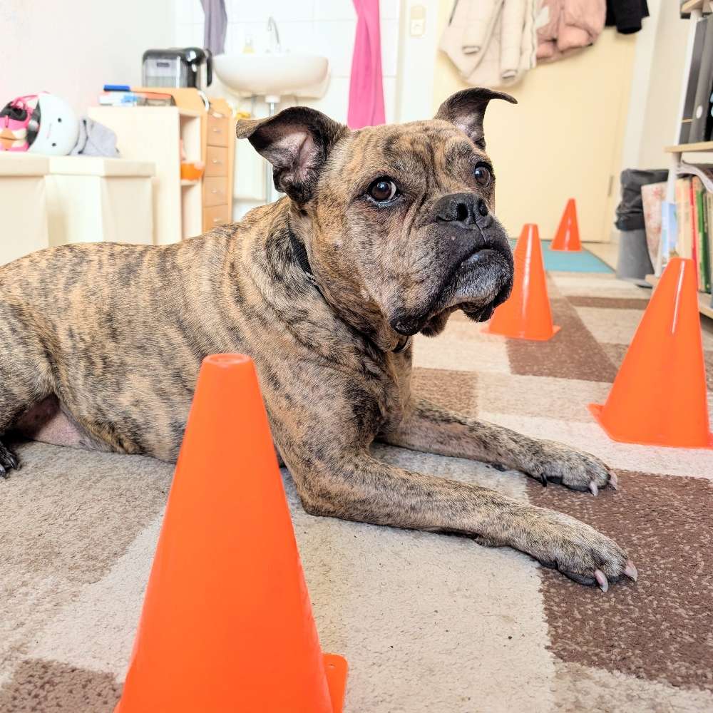 Bei der Arbeit...🐶 Banner