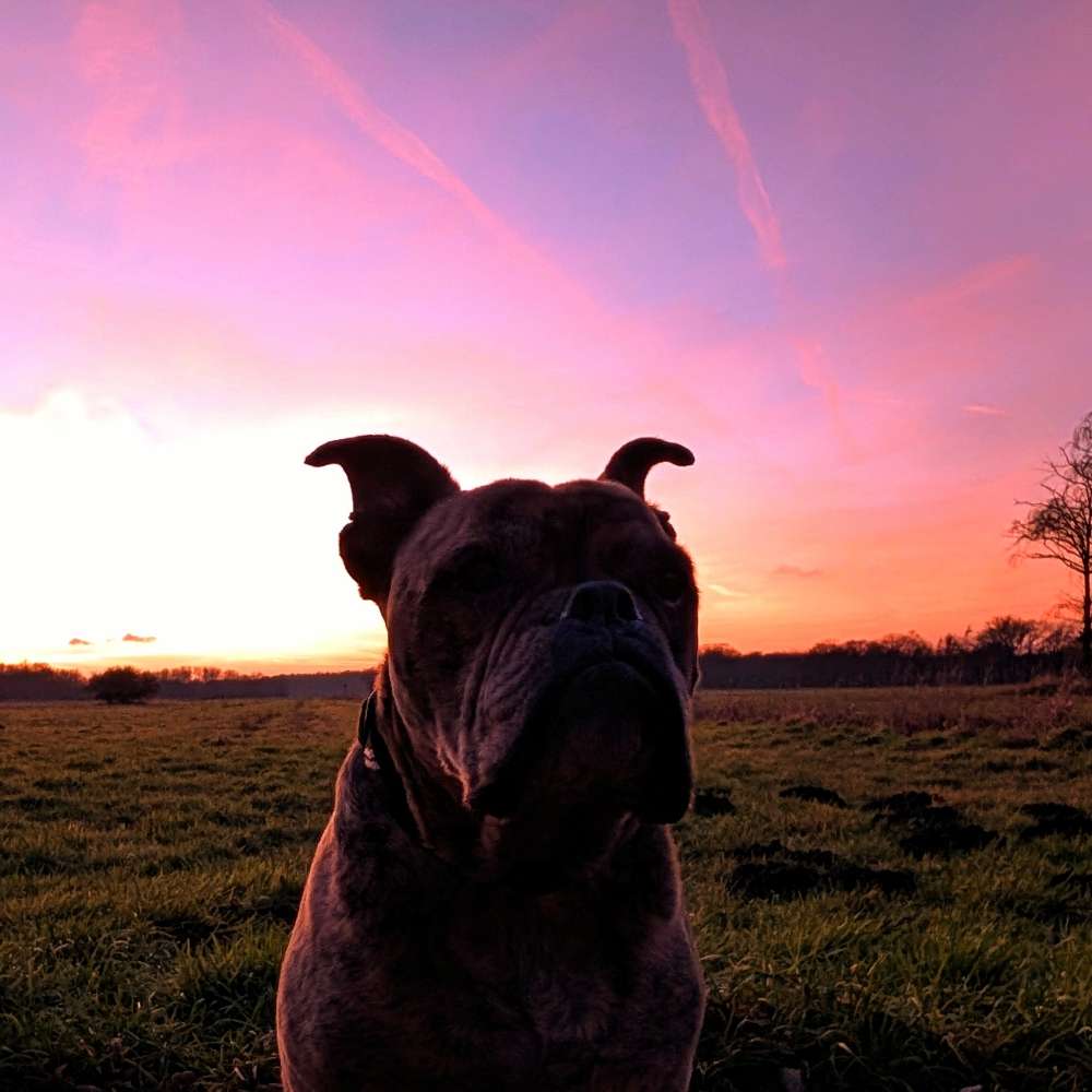 Wenn der Himmel schöne Farben hat...🐶🍀 Banner