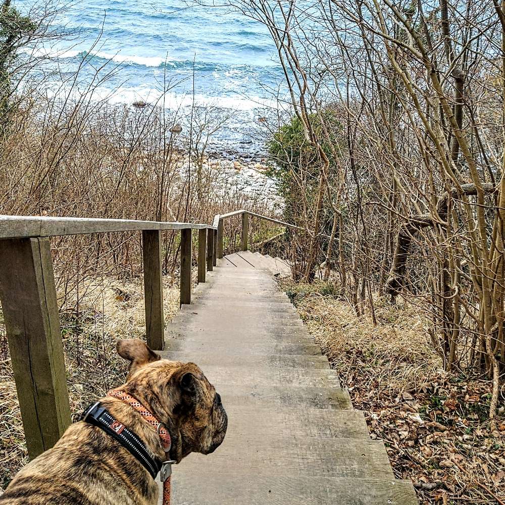 Der kurze Weg zum Meer...🐶 Banner
