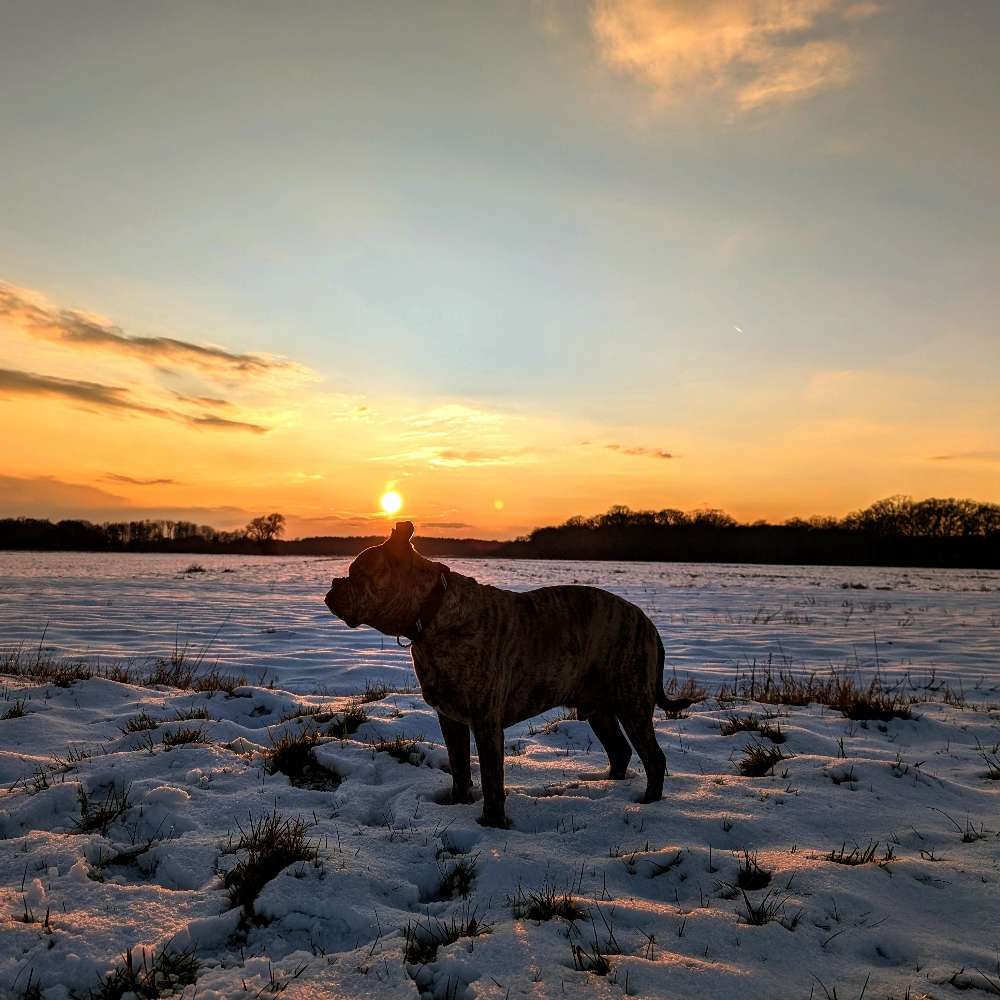 Sonnenuntergang im Schnee...🐶☀️❄️ Banner