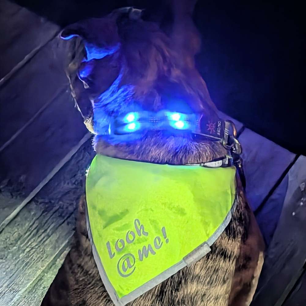 Im Dunkeln unterwegs...🐶 Banner