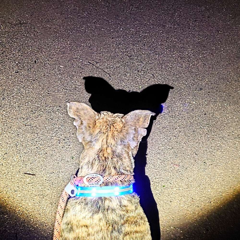 Schattenspiele...🐶 Banner