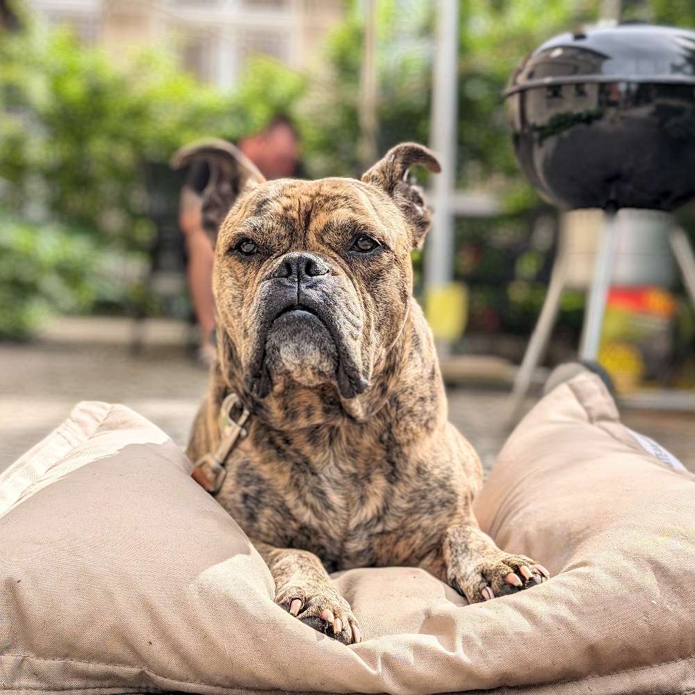 Terrassenliebe...🐶☀️ Banner