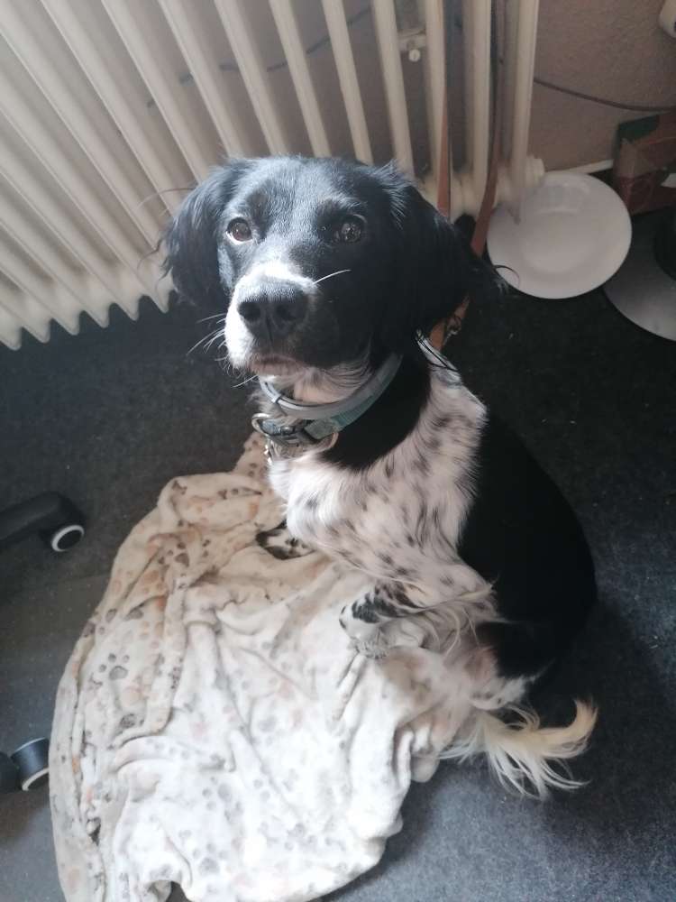 Hundetreffen-Junghund sucht souveräne Erwachsene (Sozialisierung)-Profilbild