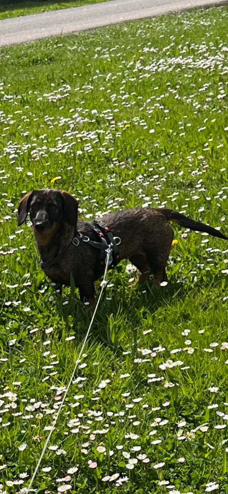 Hundetreffen-Dackeldame sucht Spielkameraden-Profilbild