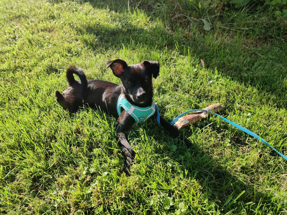 Hundetreffen-Spielen und Gassigehen-Profilbild