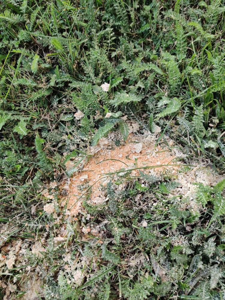 Giftköder-Rattengift?-Profilbild