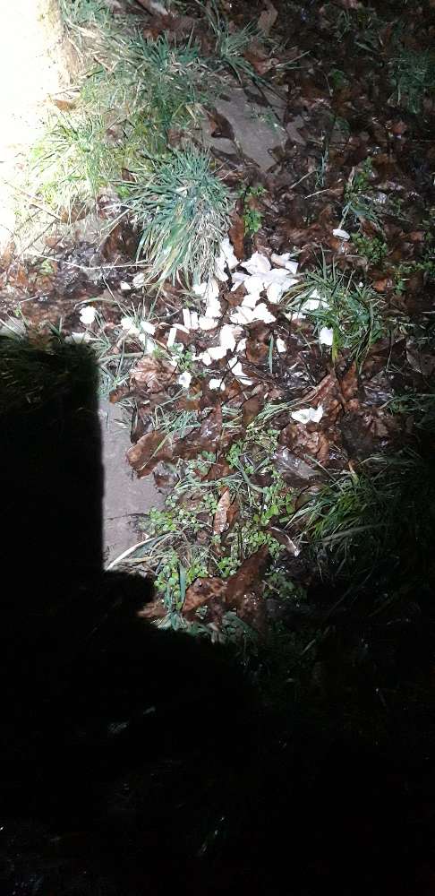 Giftköder-Toastbrot verteilt am Baum-Profilbild