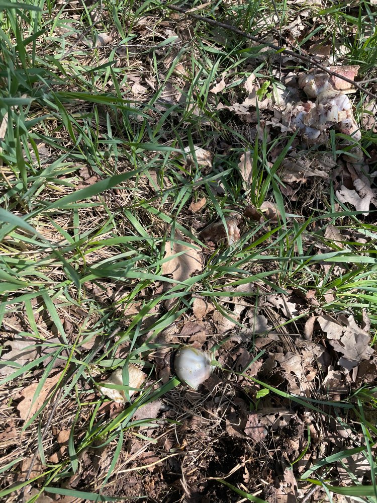 Giftköder-Vielzahl von Knochen am Waldesrand-Profilbild