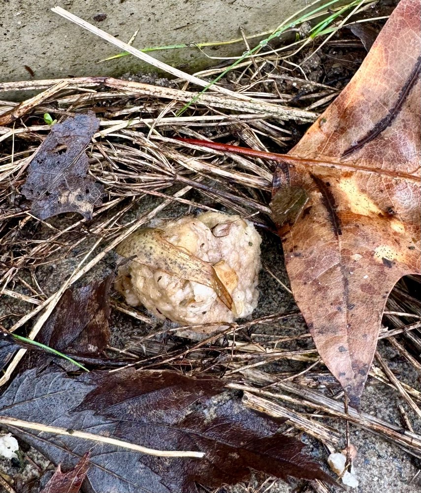 Giftköder-Giftköderfund am See!!!-Profilbild