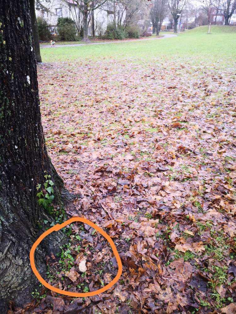 Giftköder-undefinierbarer Knödel-Profilbild