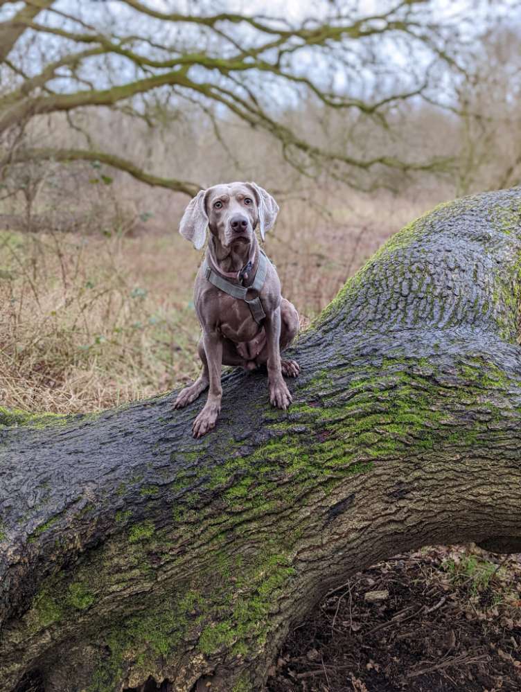 Hundetreffen-Suche souveränen Spielkameraden für Abby.-Profilbild