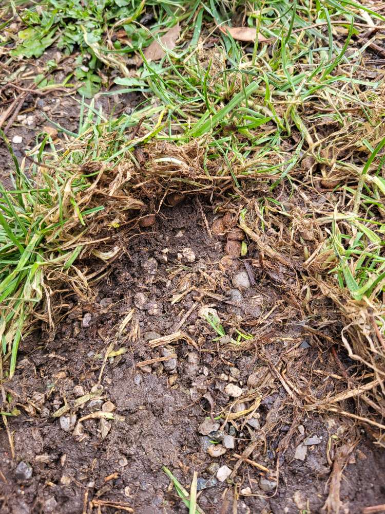 Giftköder-Trockenfutter und Erdnüsse in der Schale-Profilbild