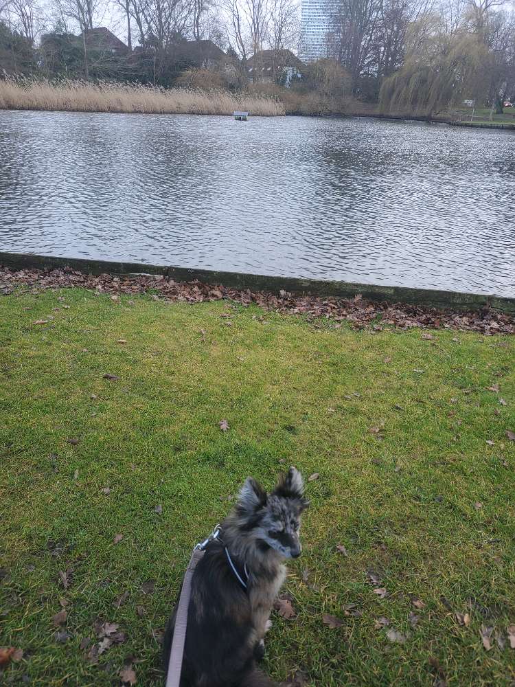 Hundetreffen-Gemeinsamer Spaziergang in Travemünde-Profilbild
