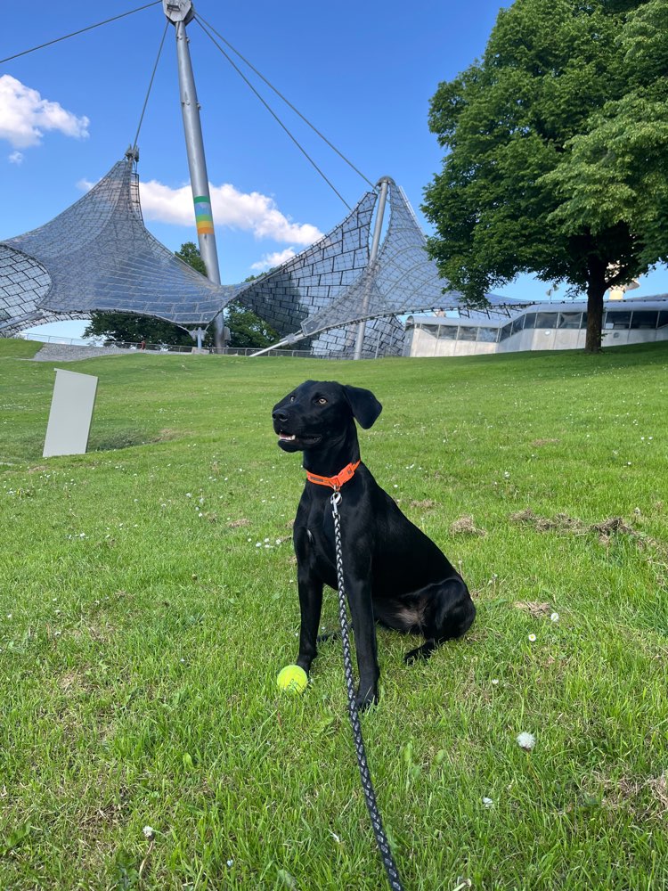 Hundetreffen-Olympiaparktreff für (reaktive) Hunde-Profilbild