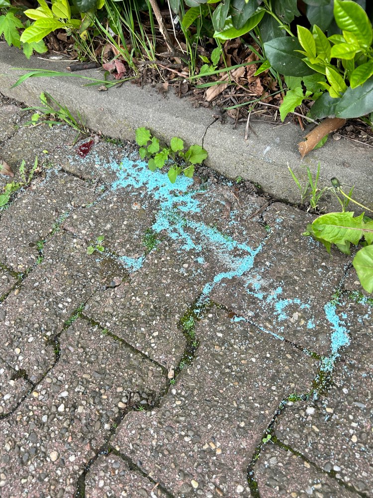 Giftköder-Blaues Pulver-Profilbild