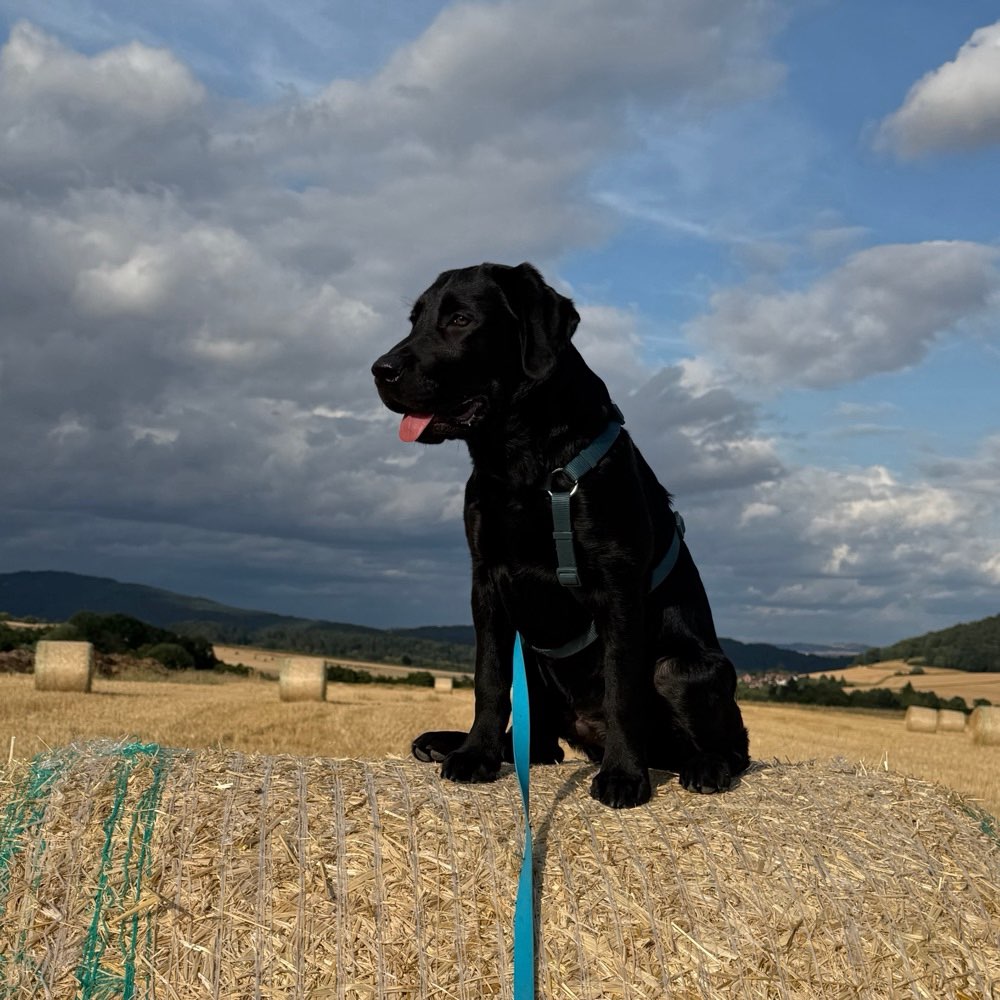 Hundetreffen-Assistenz Azubi sucht Hundekumpel-Profilbild