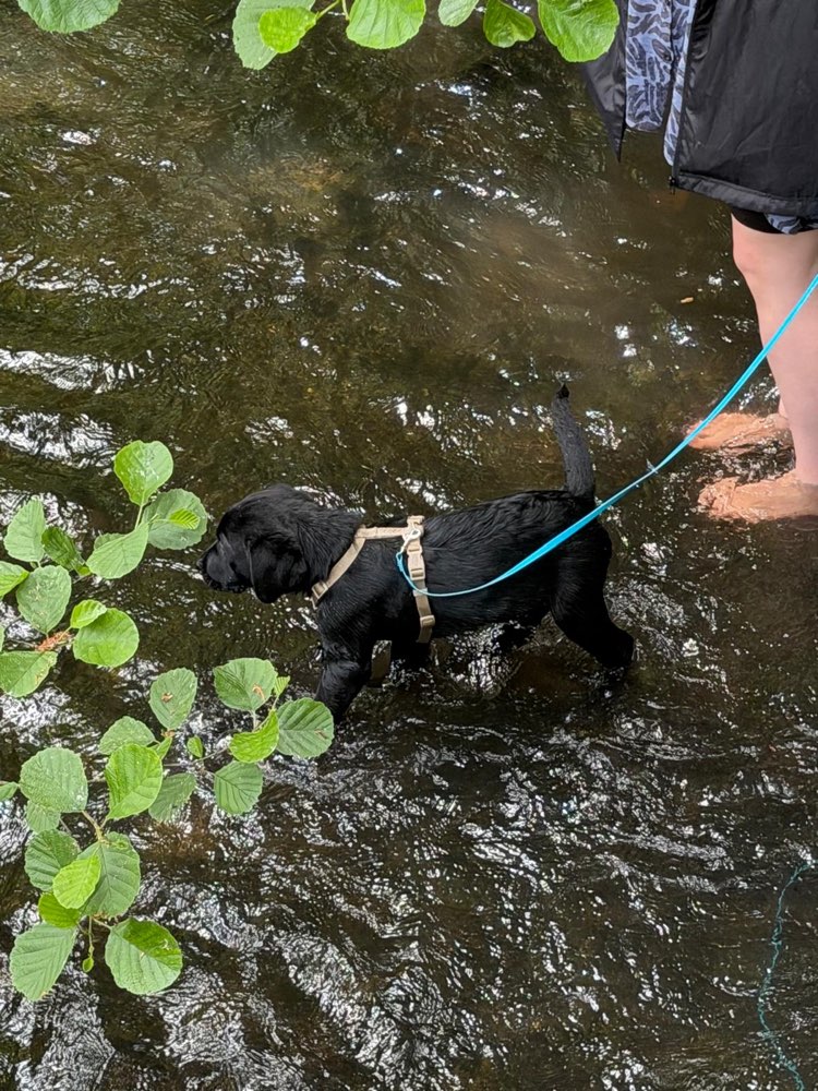Hundetreffen-Assistenz Azubi sucht Hundekumpel-Profilbild