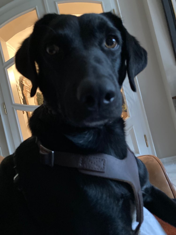 Hundetreffen-Hunde aus Sardinientreff Lindenthal-Profilbild