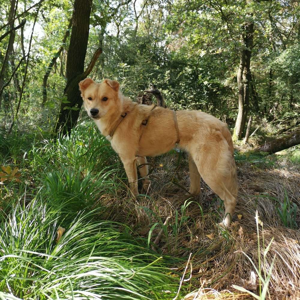 Hundetreffen-Neue Hundefreunde für Winja in Oberpleis-Profilbild