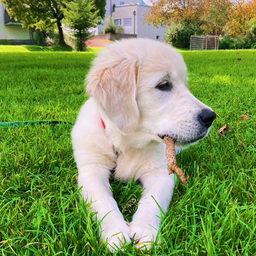 Hundetreffen-Spazier- und Spielpartner in Salzburg-Profilbild