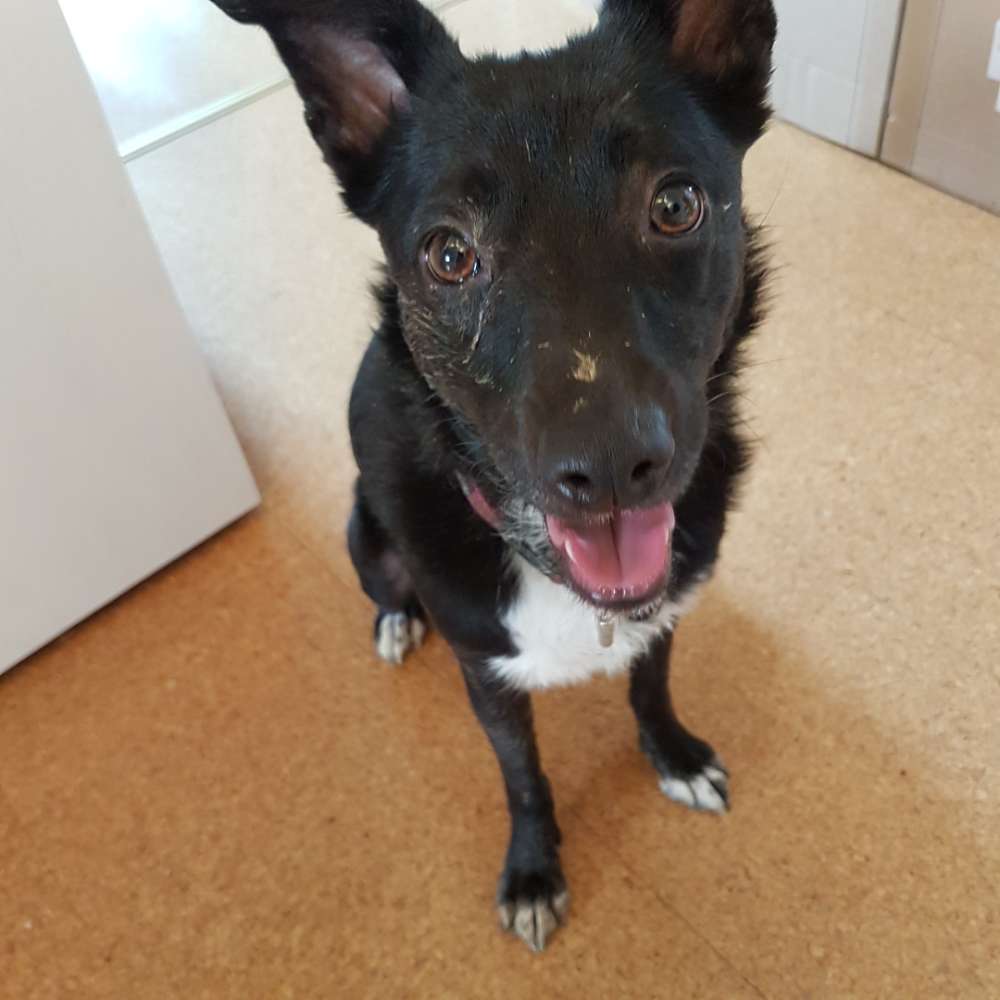 Hundetreffen-Wer kommt mit mir Pfützen suchen?-Profilbild