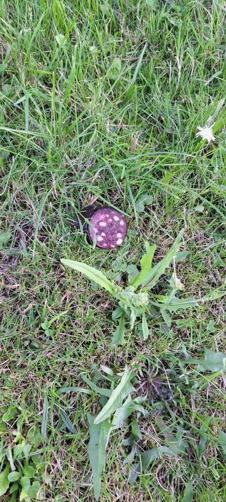 Giftköder-Vermutlich giftköder-Profilbild