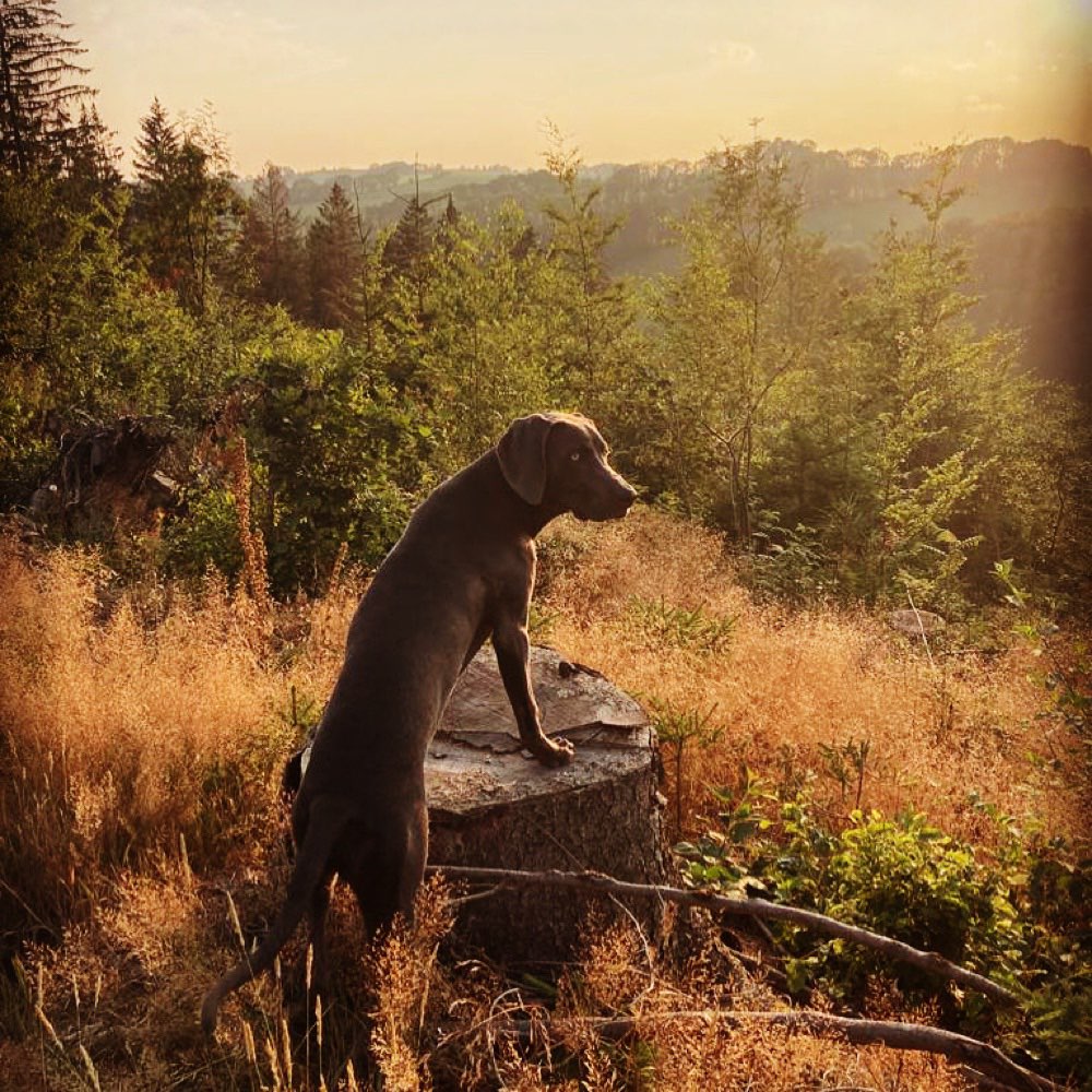 Hundetreffen-Wir suchen Spielgefährten für unseren Blue-Profilbild