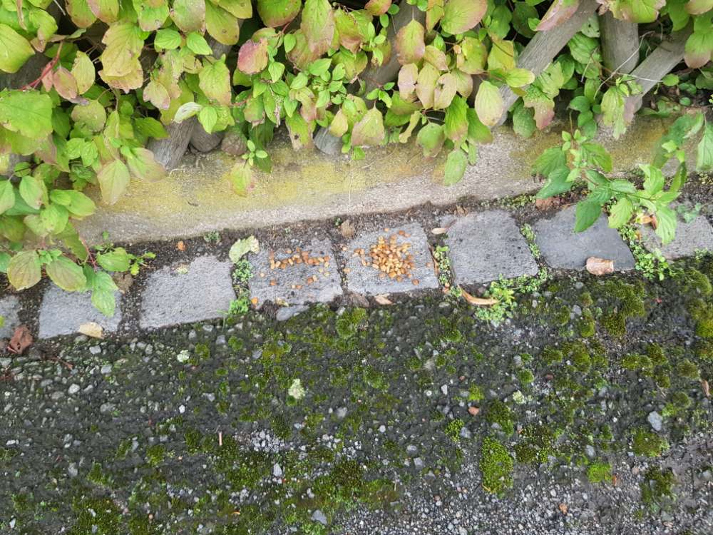 Giftköder-Giftköder?-Profilbild