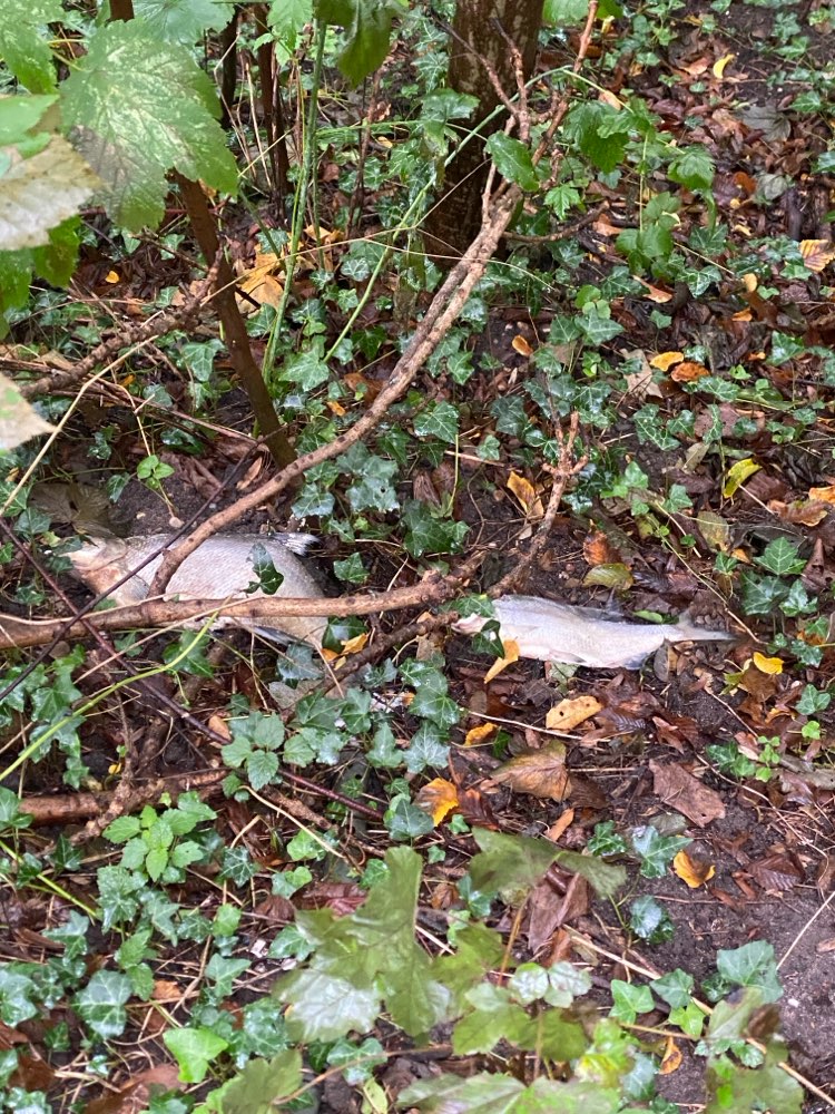 Giftköder-Vermutlich Giftköder, Fisch-Profilbild