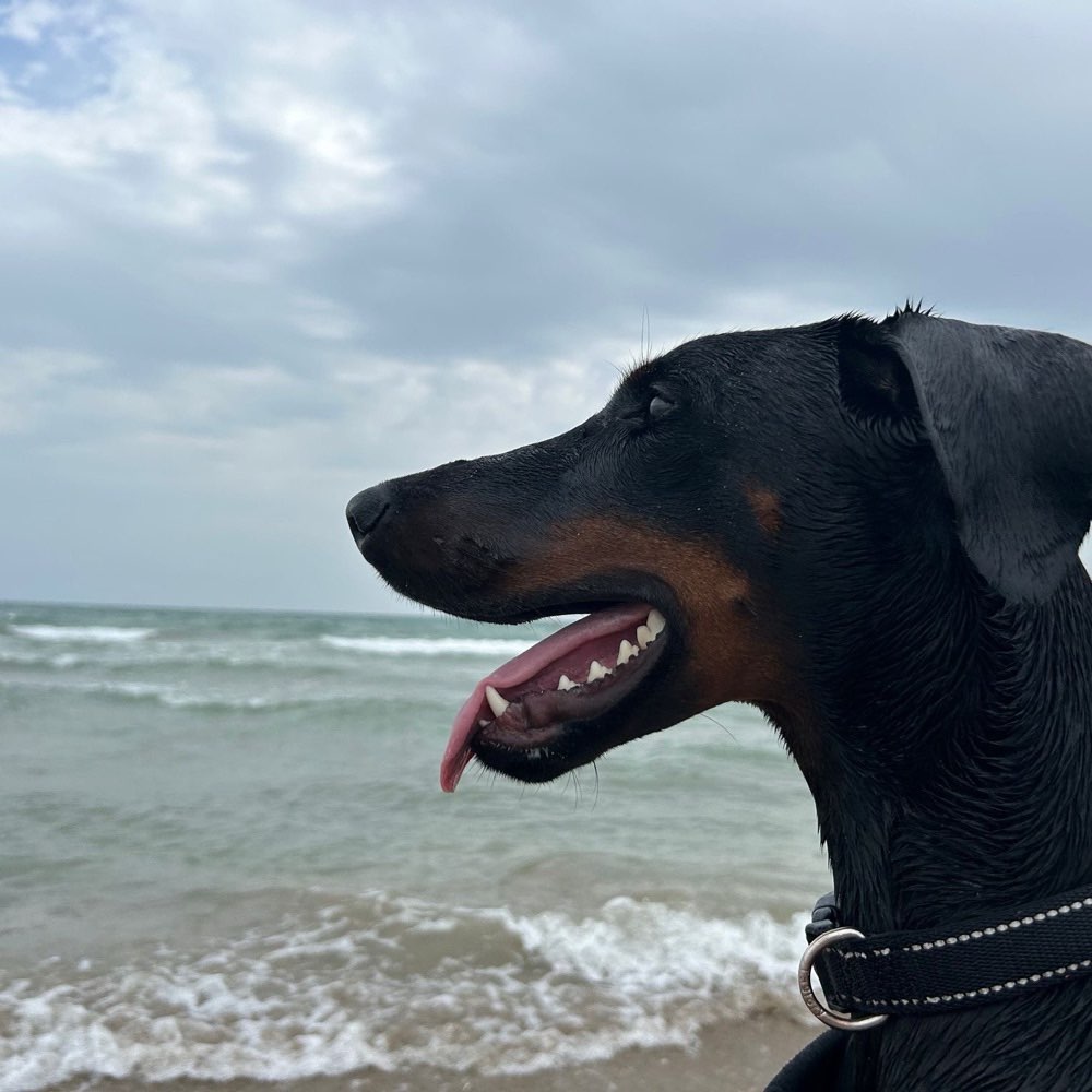 Hundetreffen-Wanted! Spielpartner für Energiebündel gesucht.-Profilbild