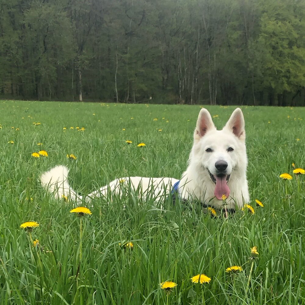 Hundetreffen-Geimeinsame Gassirunde in Rheinfelden und Umgebung-Profilbild