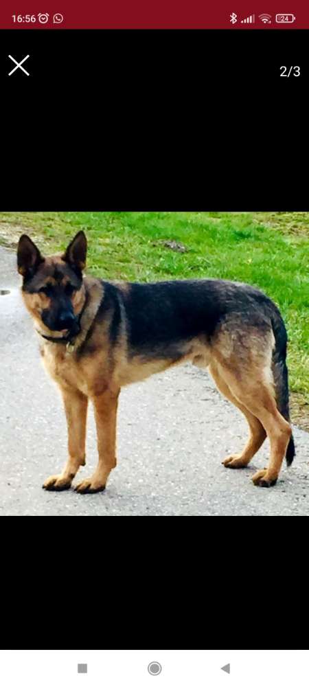 Suchmeldung-Rex-Profilbild