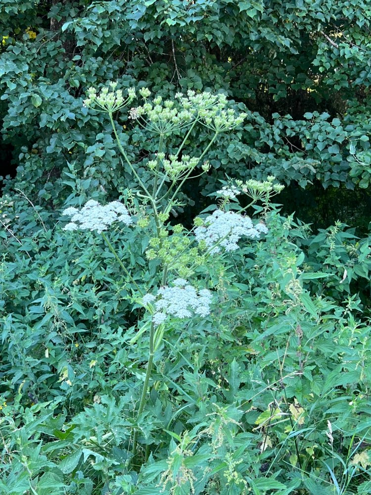 Giftköder-Riesenbärenklau!!!-Profilbild