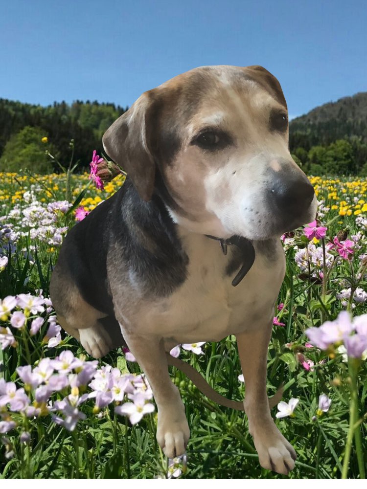 Hundetreffen-Suche in Region lehrte immensen für Hunde, Gassi oder Spielrunde-Profilbild