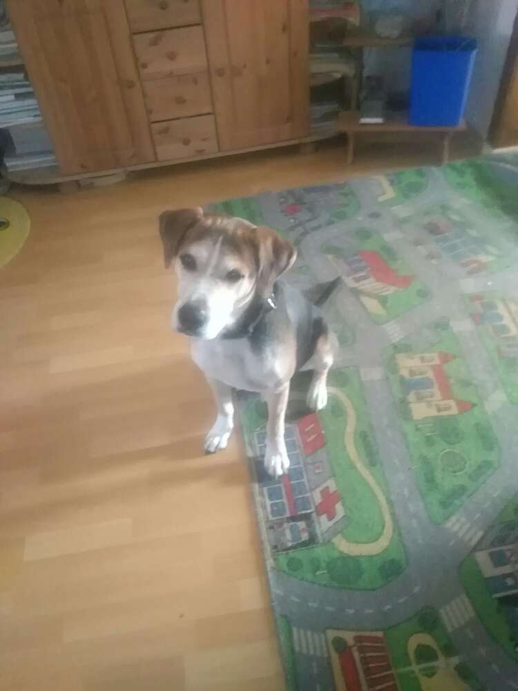 Hundetreffen-Spielrunde-Profilbild