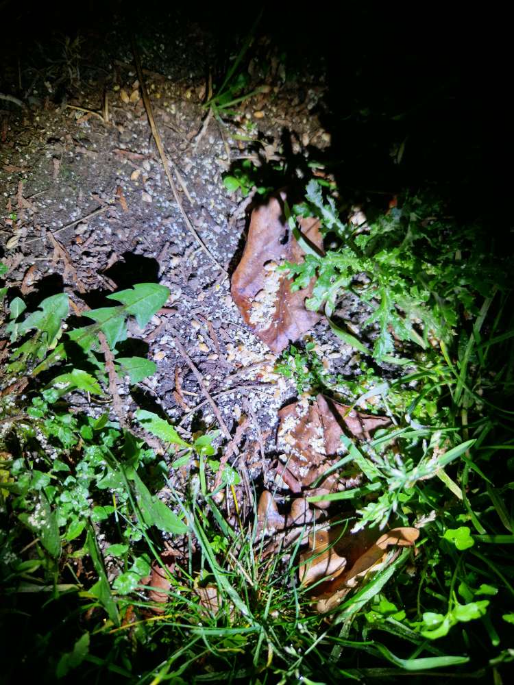 Giftköder-Möglicher Giftköder-Profilbild